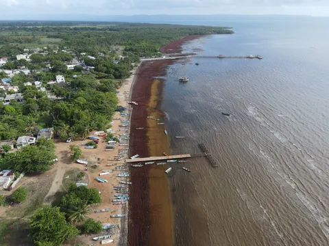 Sargazo — SABANA DE LA MAR (Este)